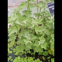 Hibiscus grandiflorus (fam Malvacees) (s-e des USA) (1)